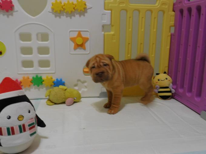 Chinese Shar - Pei Puppies