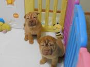 Chinese Shar - Pei Puppies