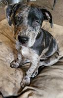 Lab/Great Dane x Staffordshire bull terrier/Australian Cattle Dog