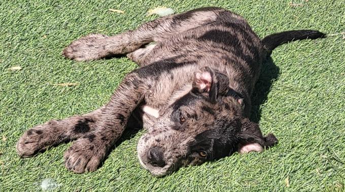 Lab/Great Dane x Staffordshire bull terrier/Australian Cattle Dog