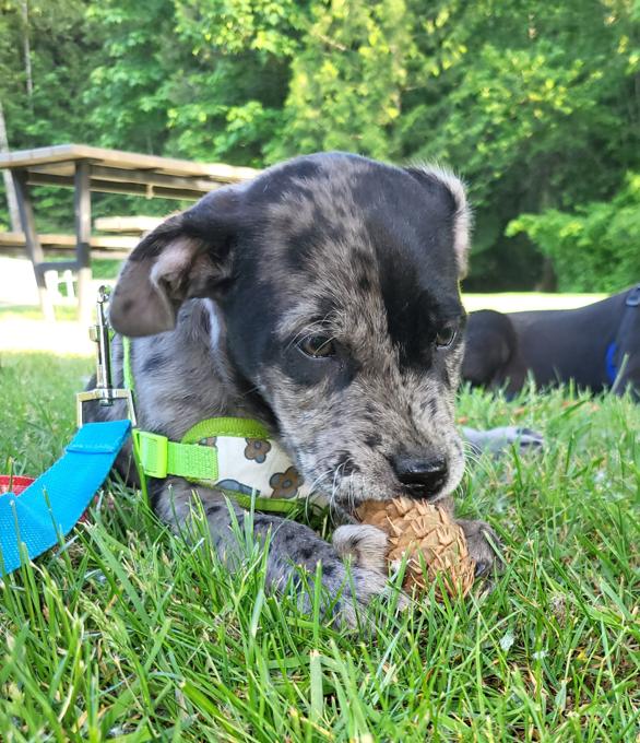 Lab/Great Dane x Staffordshire bull terrier/Australian Cattle Dog