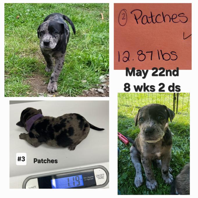 Lab/Great Dane x Staffordshire bull terrier/Australian Cattle Dog