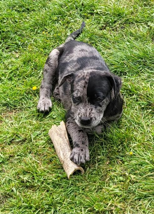 Lab/Great Dane x Staffordshire bull terrier/Australian Cattle Dog