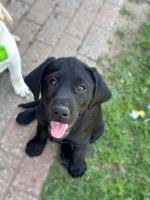 Lab