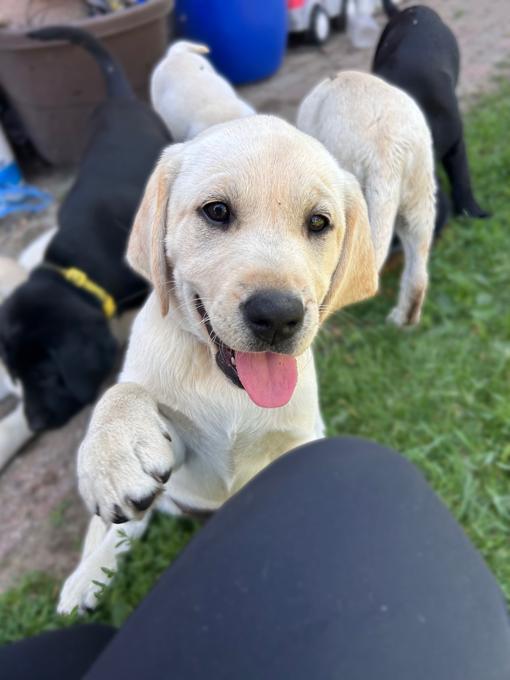 Lab