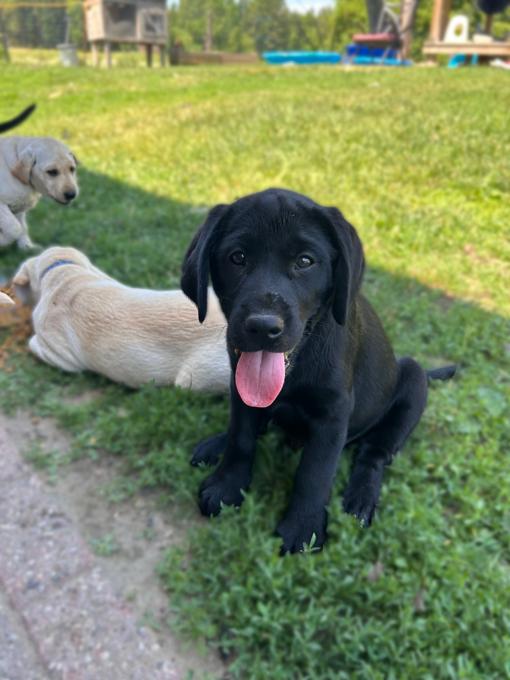 Lab