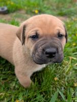 Presa Canario