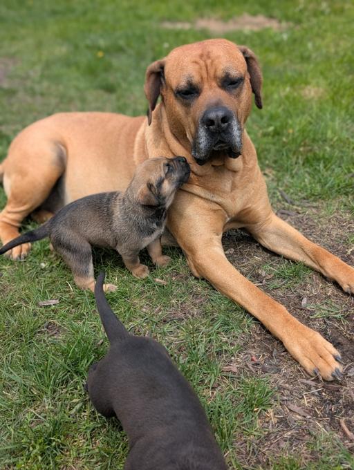 Presa Canario