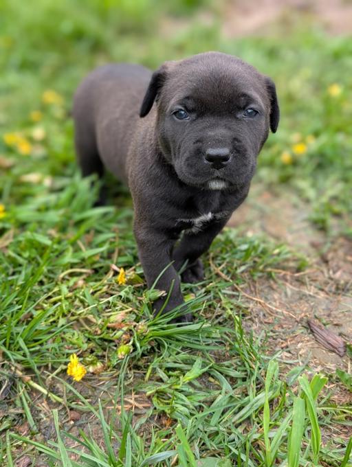 Presa Canario