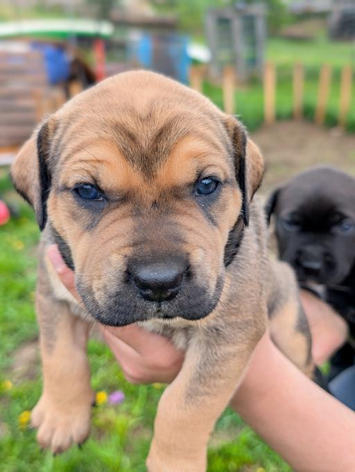 Presa Canario