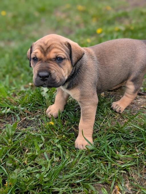 Presa Canario