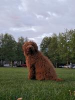 Goldendoodle