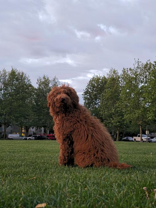 Goldendoodle