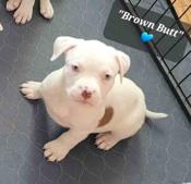 Staffordshire Bull Terrier