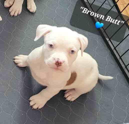 Staffordshire Bull Terrier
