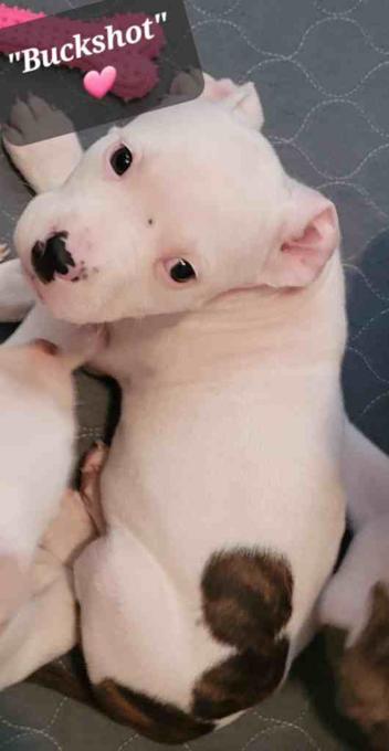 Staffordshire Bull Terrier