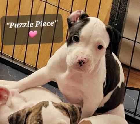 Staffordshire Bull Terrier