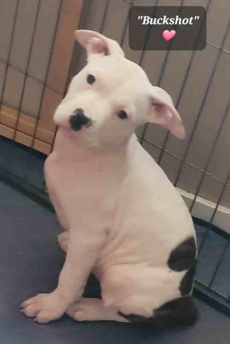 Staffordshire Bull Terrier