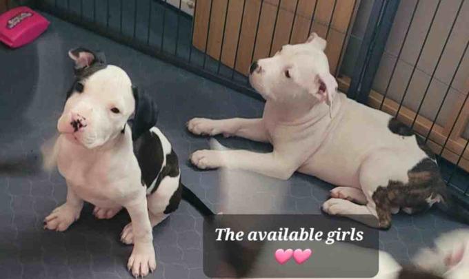 Staffordshire Bull Terrier
