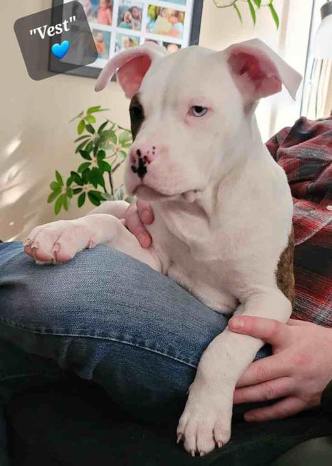 Staffordshire Bull Terrier
