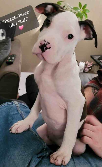 Staffordshire Bull Terrier