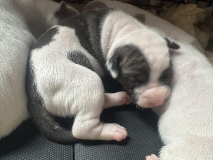 Dogo Mix Bully