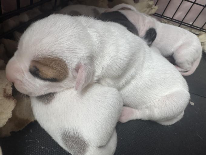 Dogo Mix Bully