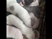 Dogo Mix Bully