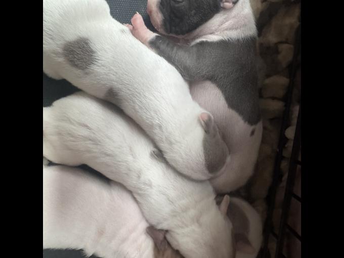 Dogo Mix Bully