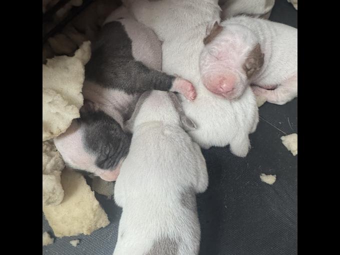 Dogo Mix Bully