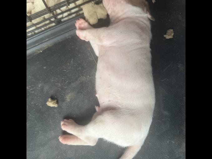 Dogo Mix Bully