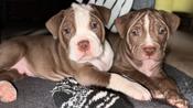 Olde English Bulldogs