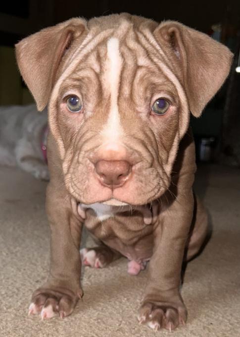 Olde English Bulldogs