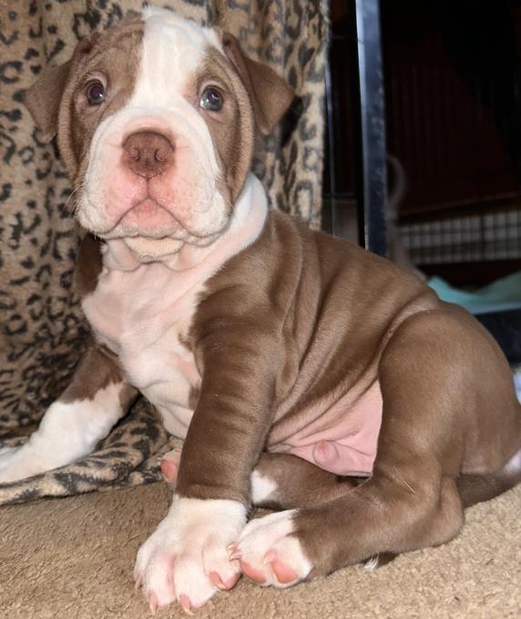Olde English Bulldogs