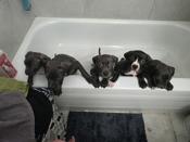 American bully