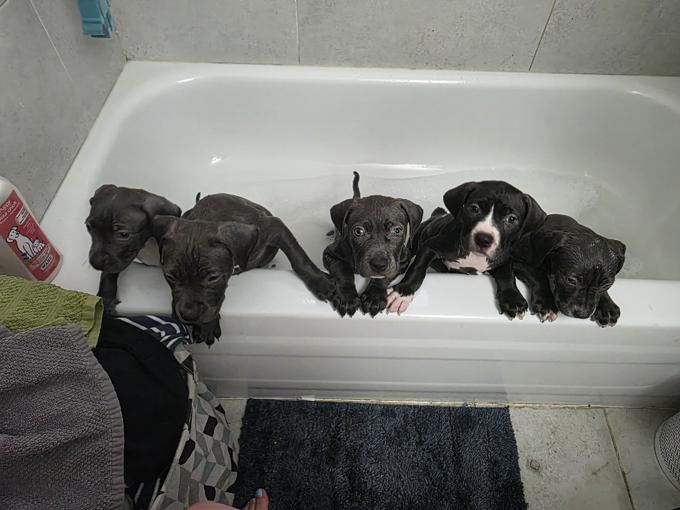 American bully