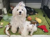 Maltese