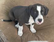 American Staffordshire Terrier