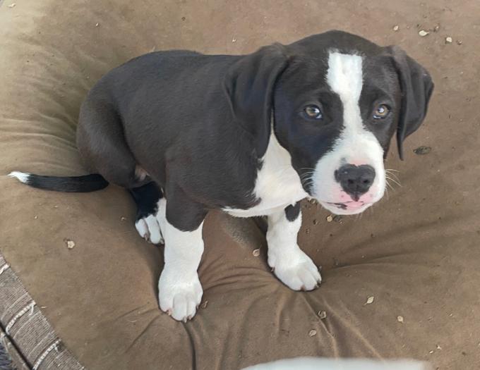 American Staffordshire Terrier