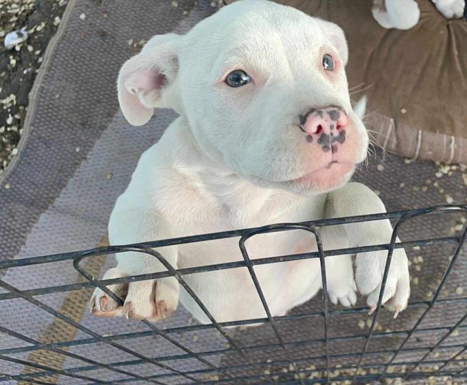American Staffordshire Terrier
