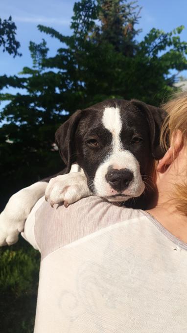 American Staffordshire Terrier
