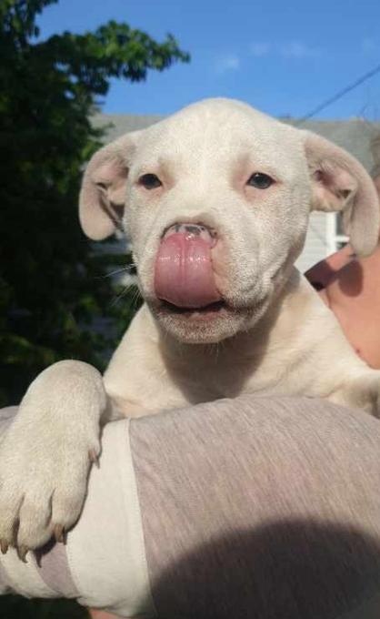 American Staffordshire Terrier