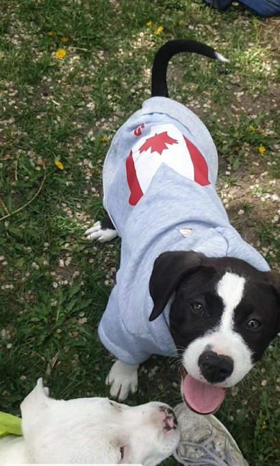 American Staffordshire Terrier