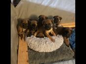 Belgian malinois/ German shepherd