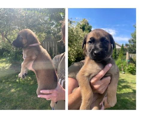 Belgian malinois/ German shepherd