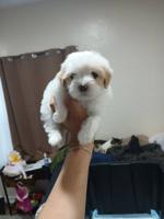 Maltese / poodle