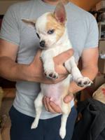 chihuahua
