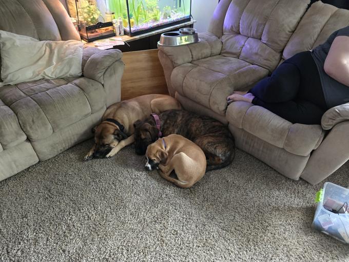 American bulldog rottweiler, labador and husky a mastuff