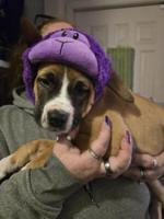 American bulldog rottweiler, labador and husky a mastuff