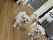 Maltese